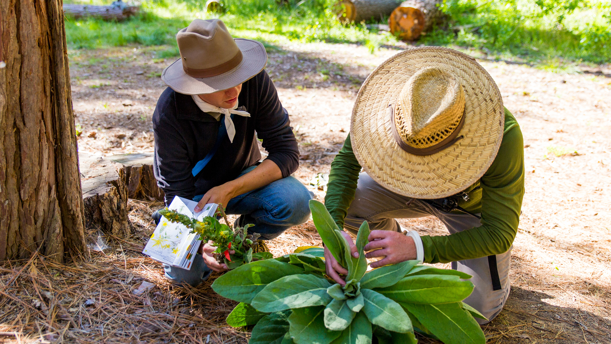 A professor showing a plant to a group of students on a field trip