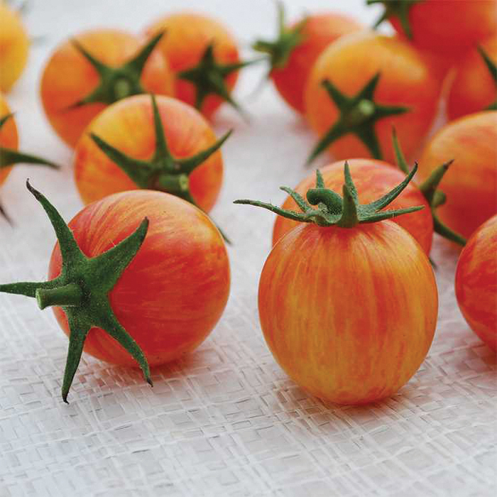 The Bumble Bee Sunrise tomato.