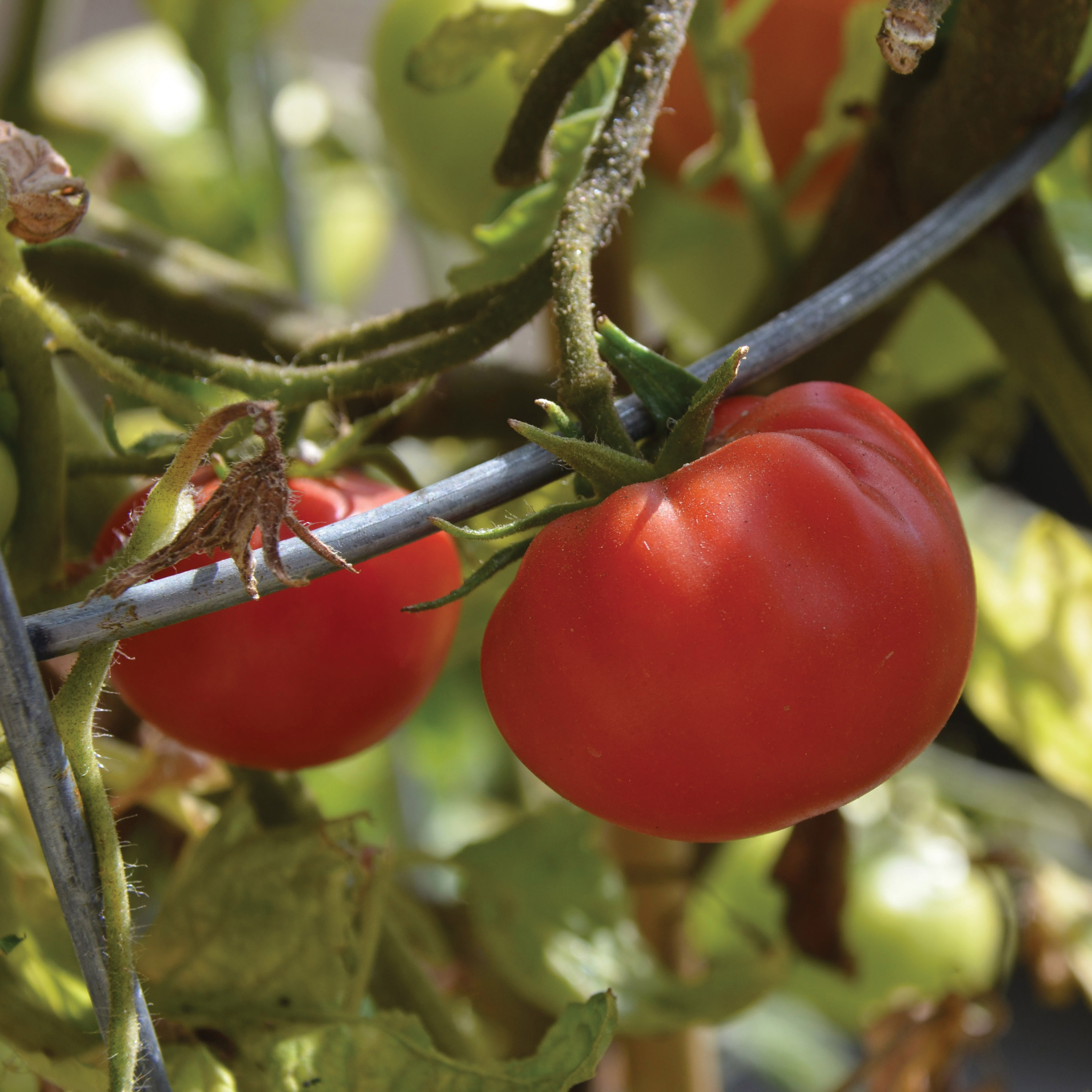 The Murray Smith tomato growing on a vine.