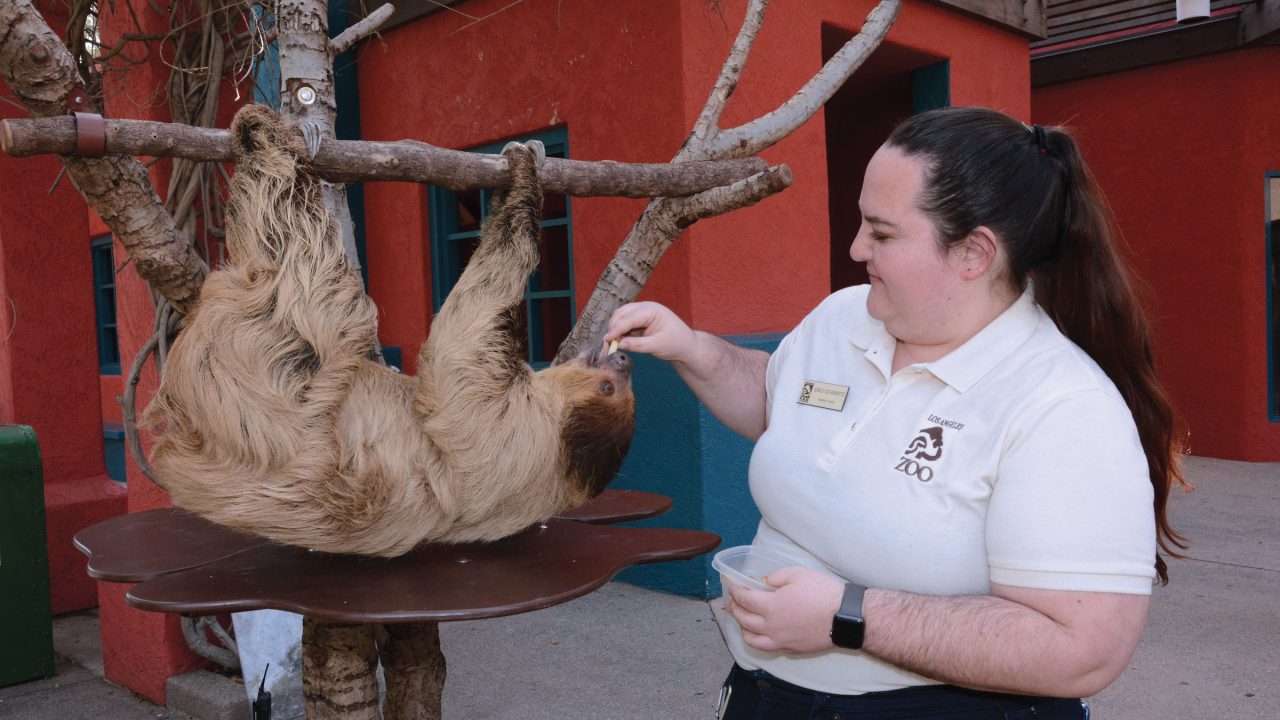Alumna Emily Schwartz feeds a sloth at the LA Zoo