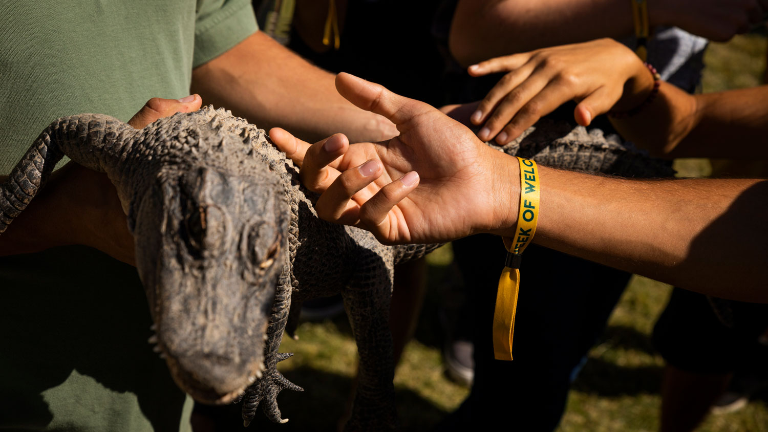 Students pet a small crocodile at the Zoo to You event at Week of Welcome