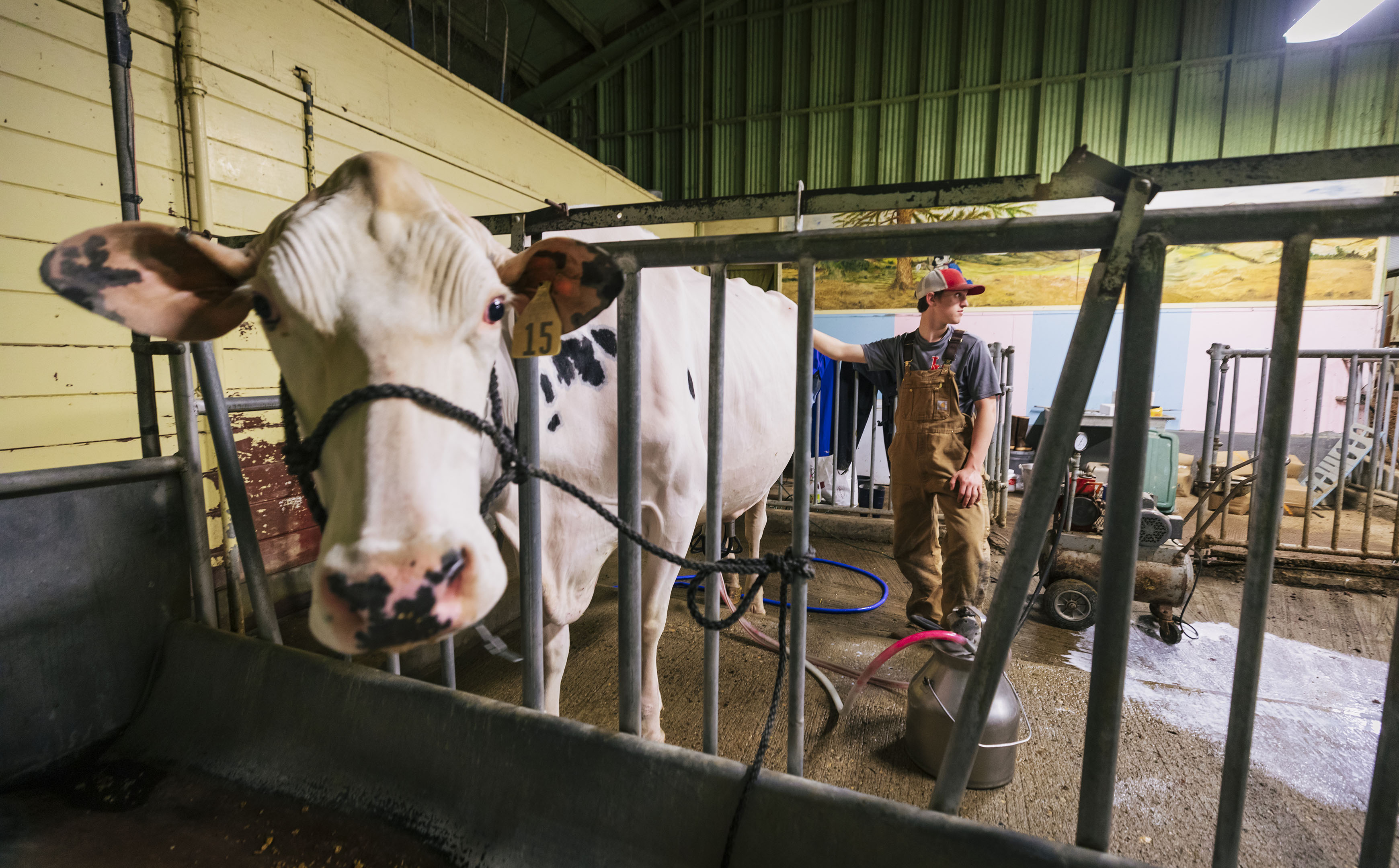 A young man stands next to a white cow with black spots held in the Cal Poly Dairy Unit