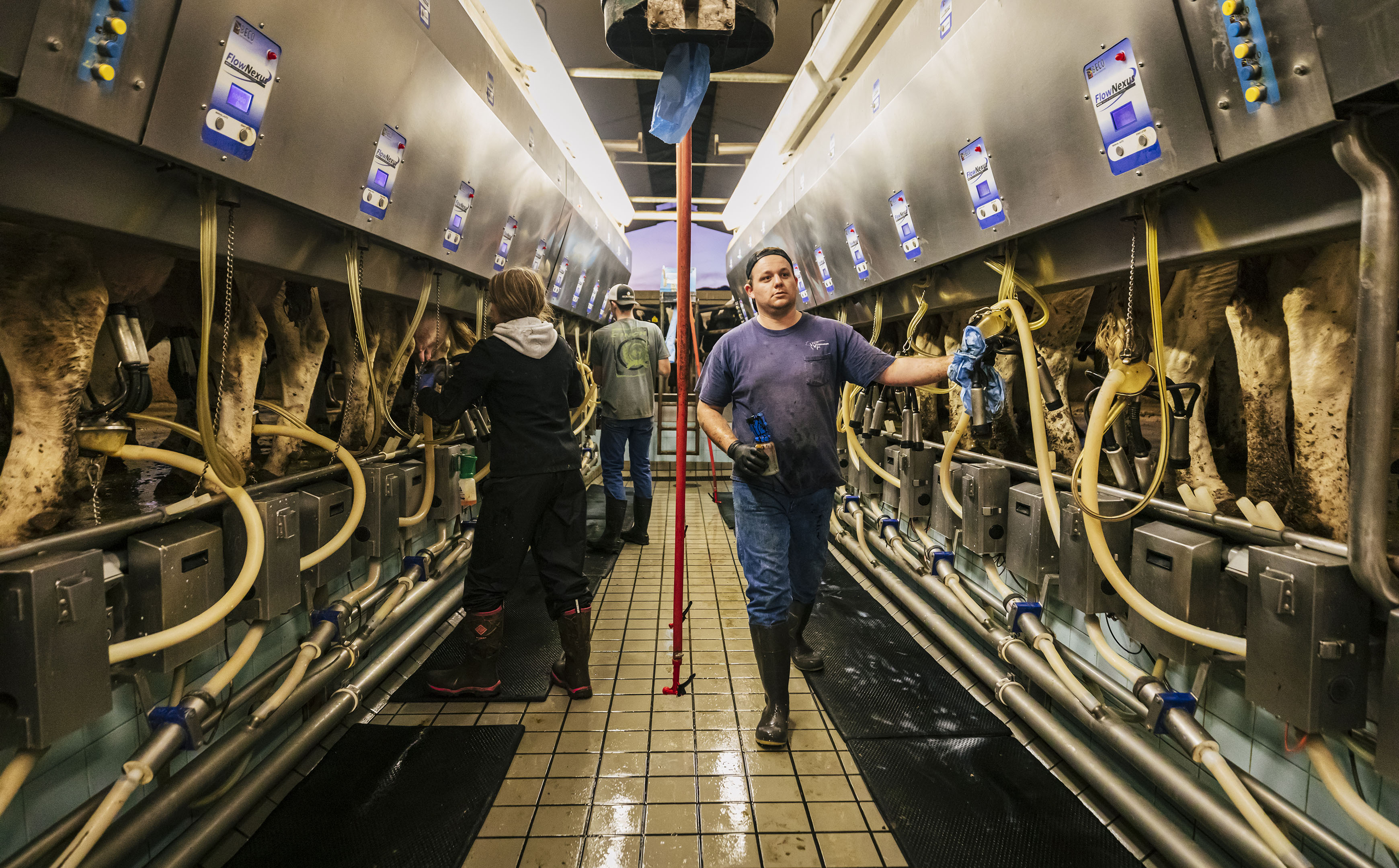 Three students clad in gloves and boots monitor cows and milking machinery in Cal Poly's Dairy Unit