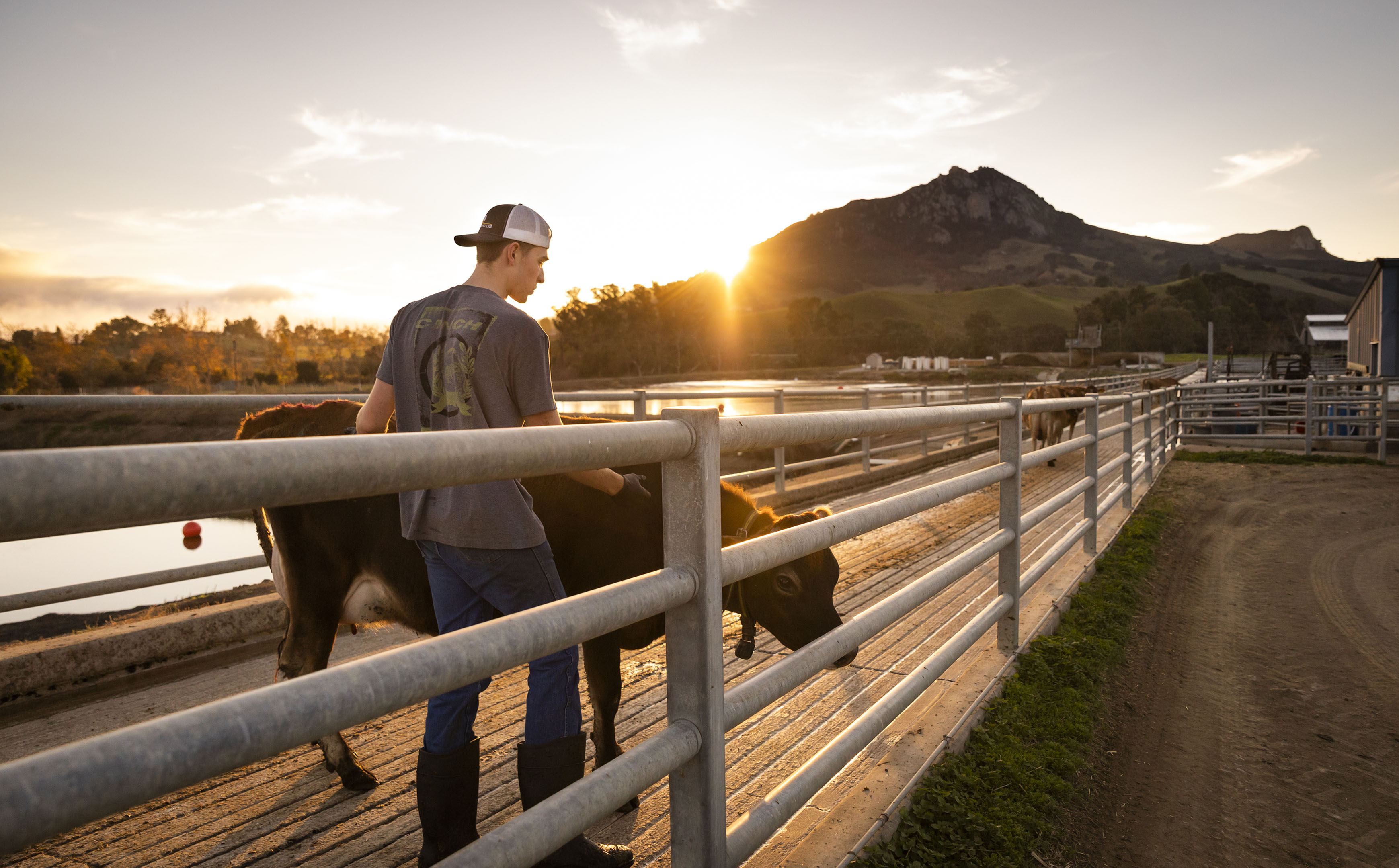 A young male student walks with a brown cow as the sun sets over Bishop Peak