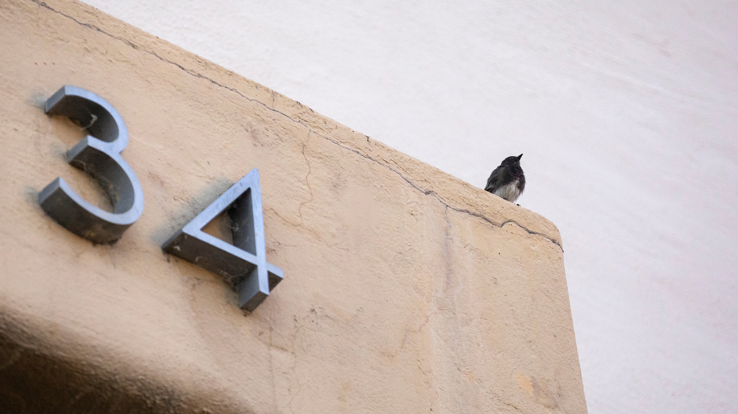 A bird sits on the edge of a building with the number 34 on it