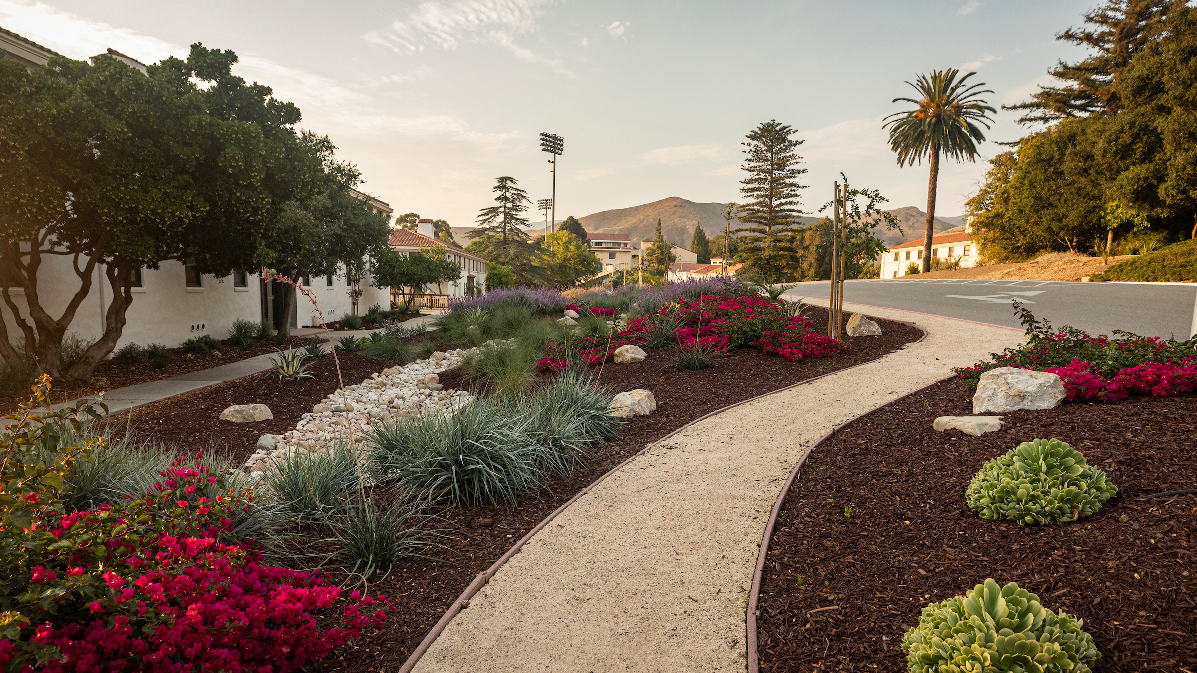 A pathway lined with mulch, plans and flowers leads to a road on Cal Poly's campus