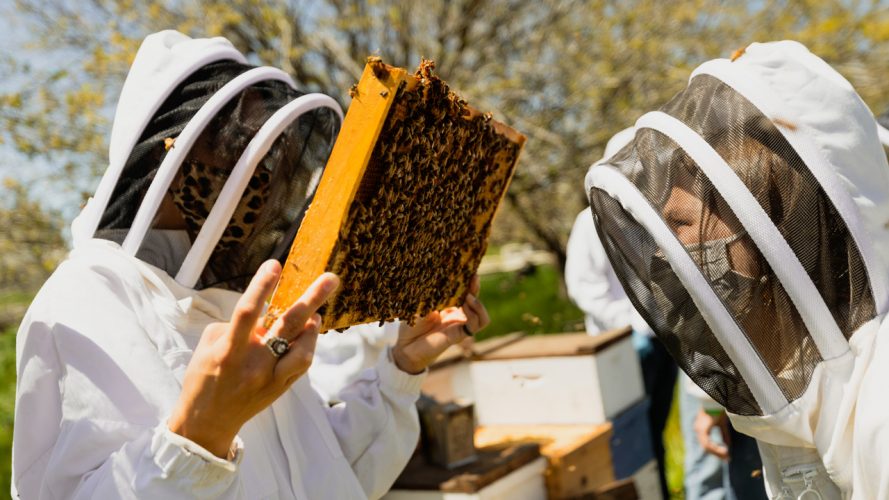 A beekeeper holds up a part of a beehive to examine it