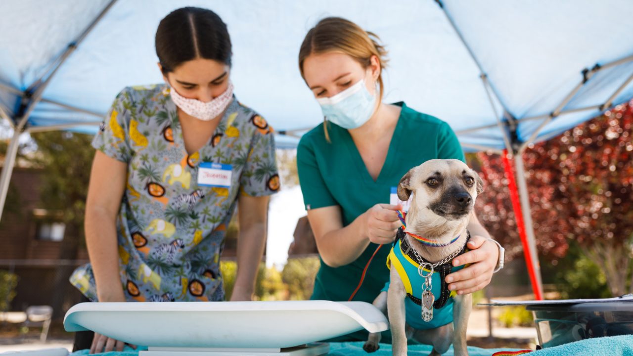 Two student veterinary volunteers work with a chihuahua under a blue canopy