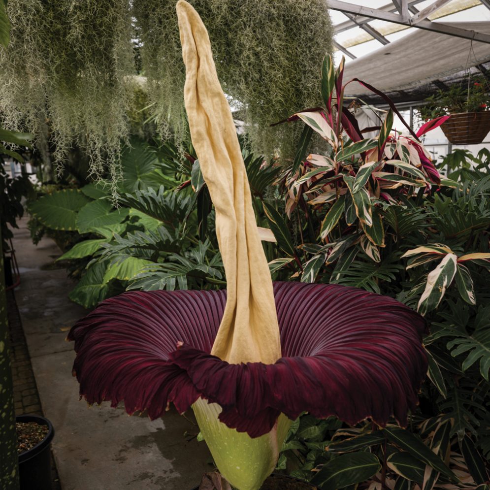 A corpse flower blooms with vibrant maroon petals in the Cal Poly Plant Conservatory