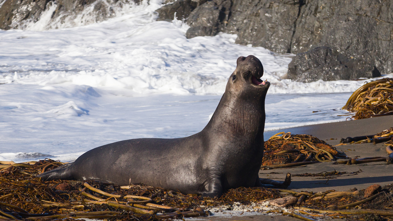 An elephant seal on the beach arches its back as waves crash on the rocks behind it