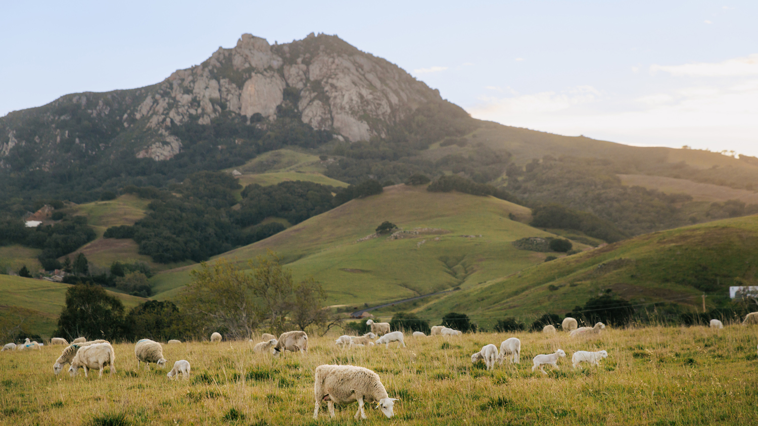 Sheep graze on green grass at the foot of Bishop Peak