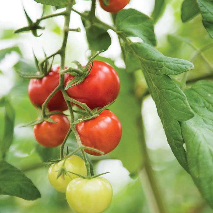 Red and yellow tomatoes on a vine