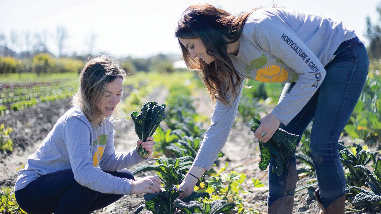 Two young women harvest kale in a field