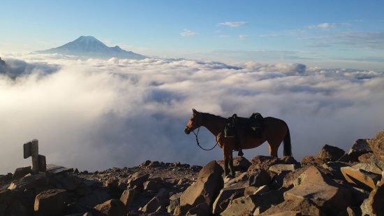 A horse on the Knifes Edge section of the Pacific Crest Trail