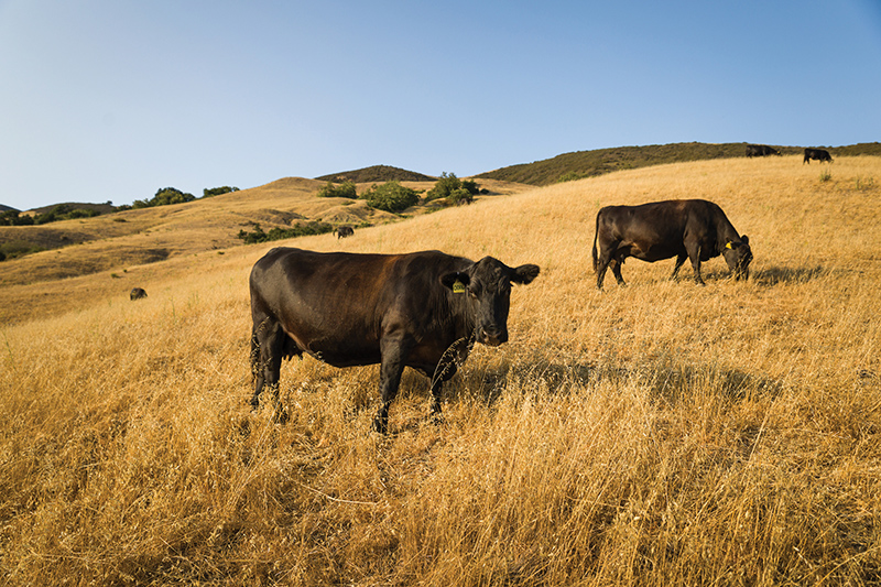 Cows grazing a ranch