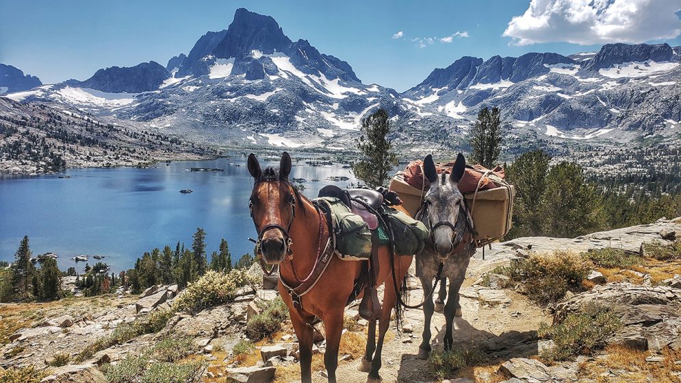 Two horses on the John Muir Trail