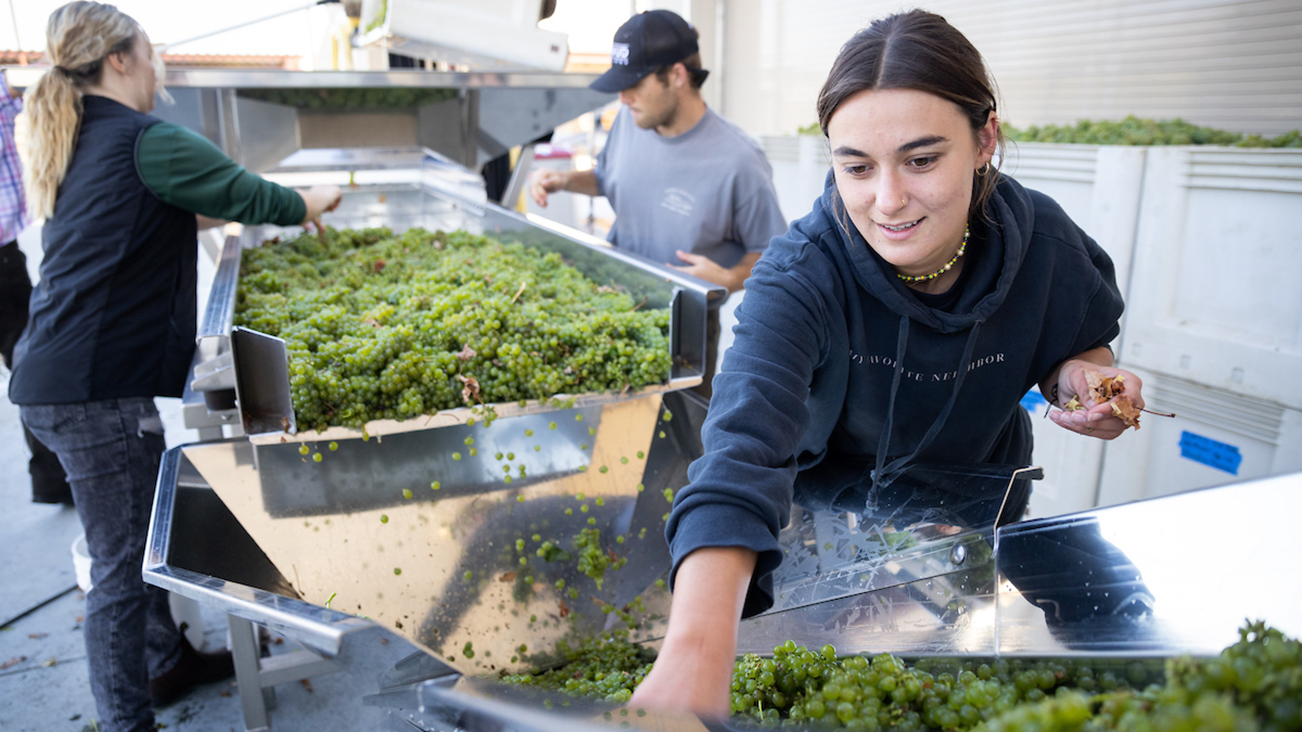 A young woman removes leaves and stems from a river of green grapes rolling down a chute into a large bin