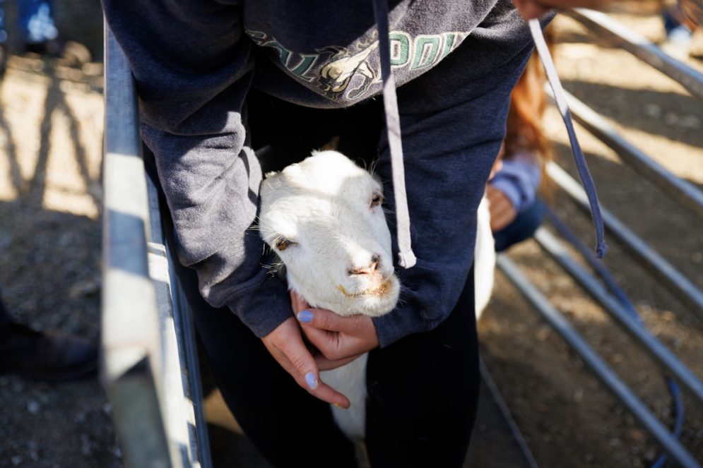 A person holds the head of a goat in between their legs during a routine vaccination