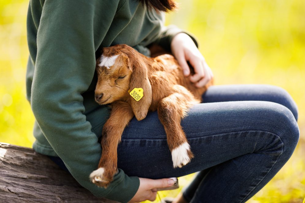 A brown baby goat sleeps in the lap of a student