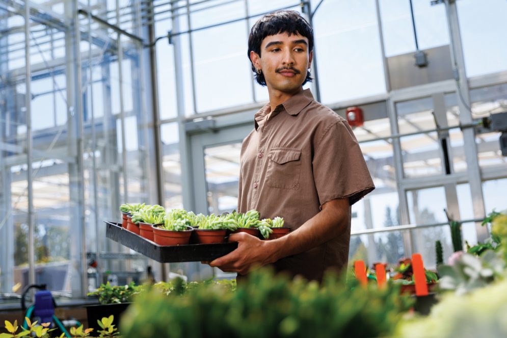 A student moves a tray of young plants in the propagation greenhouse in Cal Poly