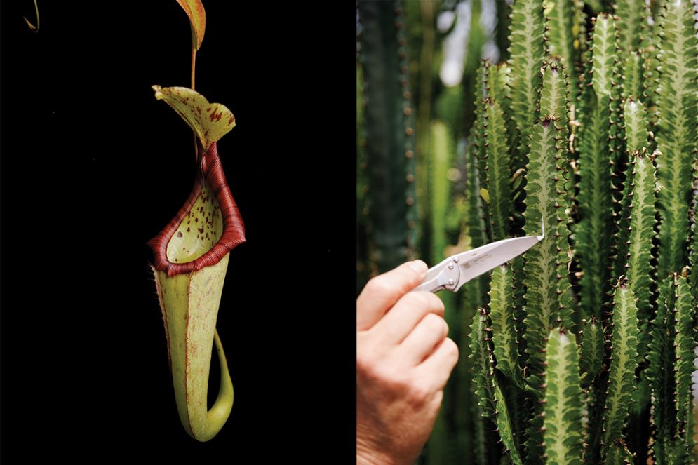Two images of a pitcher plant and a person cutting into a cactus with a silver knife