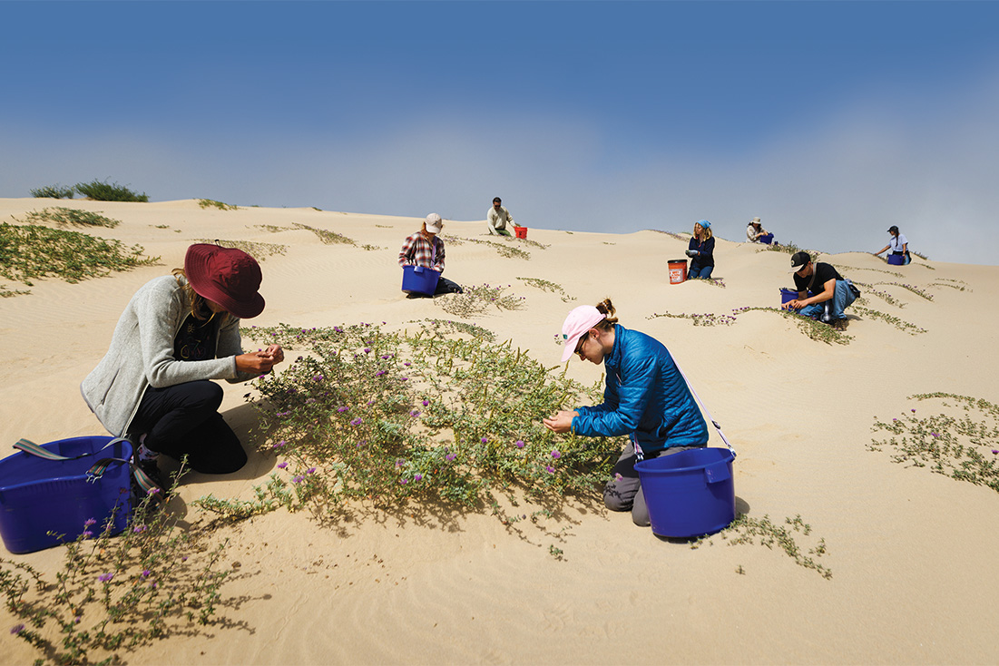 A group of students inspect sparse plants among the dunes.