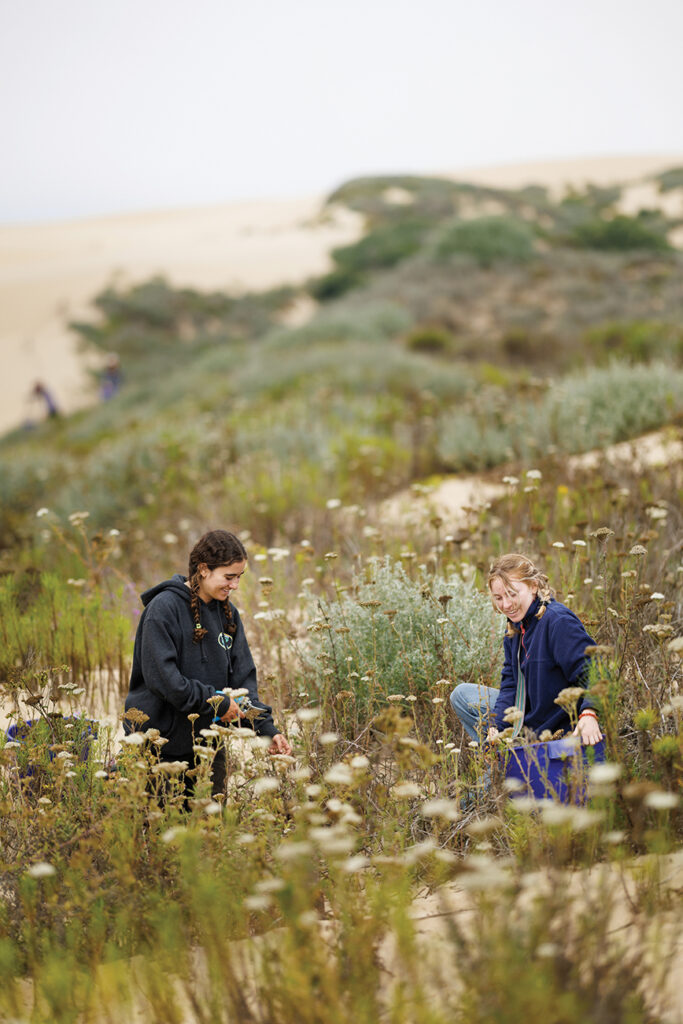 Two young women harvest plants on the Oceano dunes.