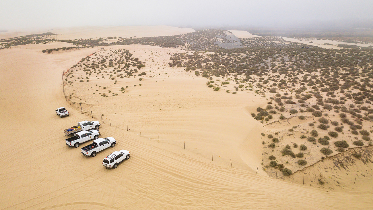 A row of State Parks vehicles parked at the edge of a protected dune habitat.