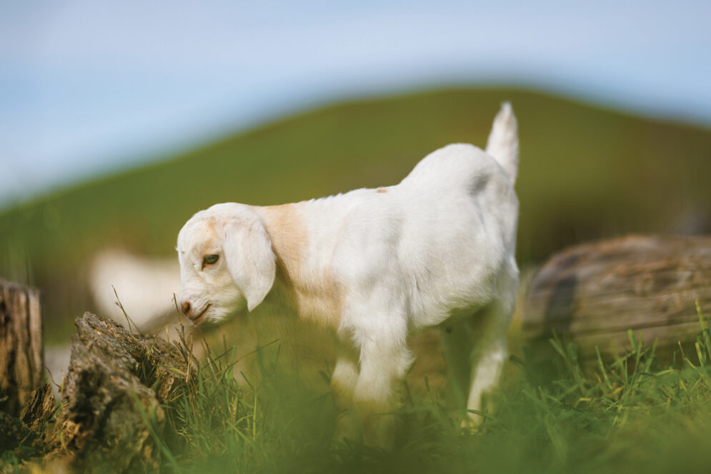A baby goat walks in the grass on a sunny day