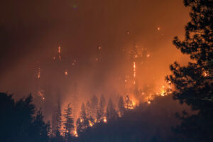 Flames from a wildfire burns trees