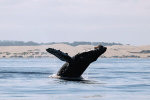 A humpback whale breaches off the coast of California