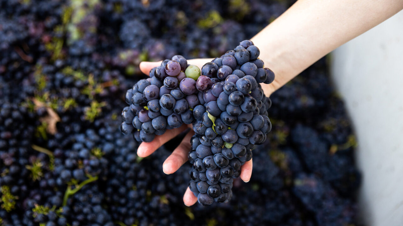 A hand holds a cluster of purple grapes