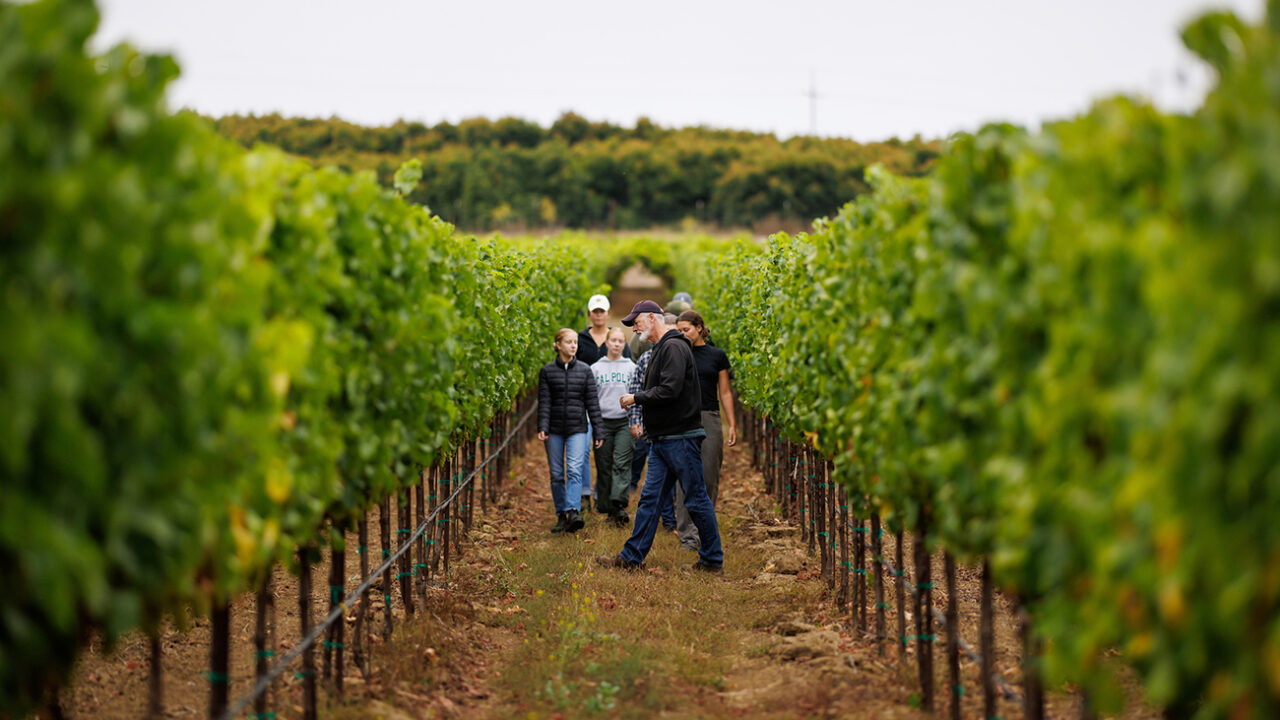 A man in a cap leads a group of students between rows of grape vines
