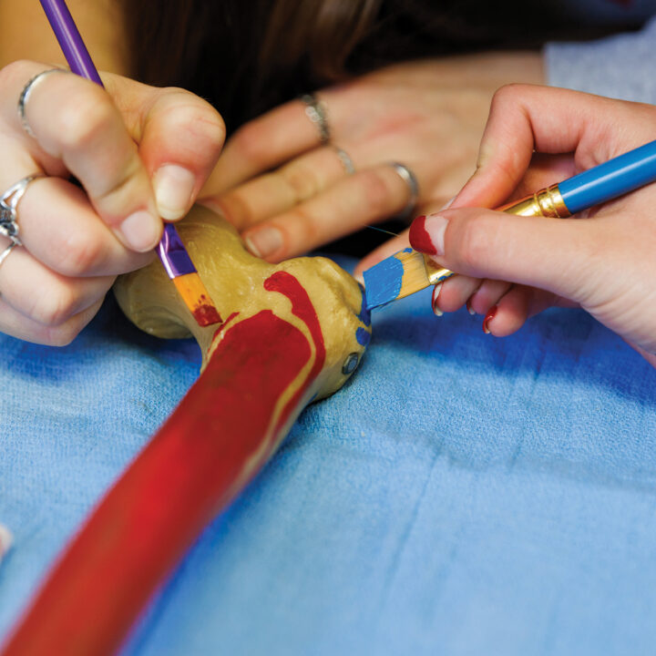 A close up photo of two hands painting a model of a human leg bone