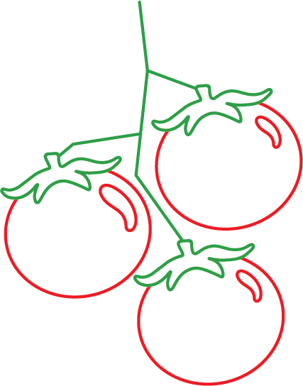 A line drawing of a tomato vine