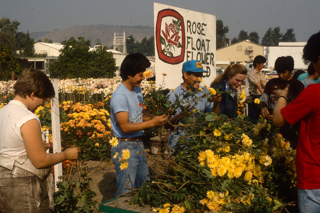 An archive image of seven people handle yellow flowers near a white sign that says Rose Float Flower Field