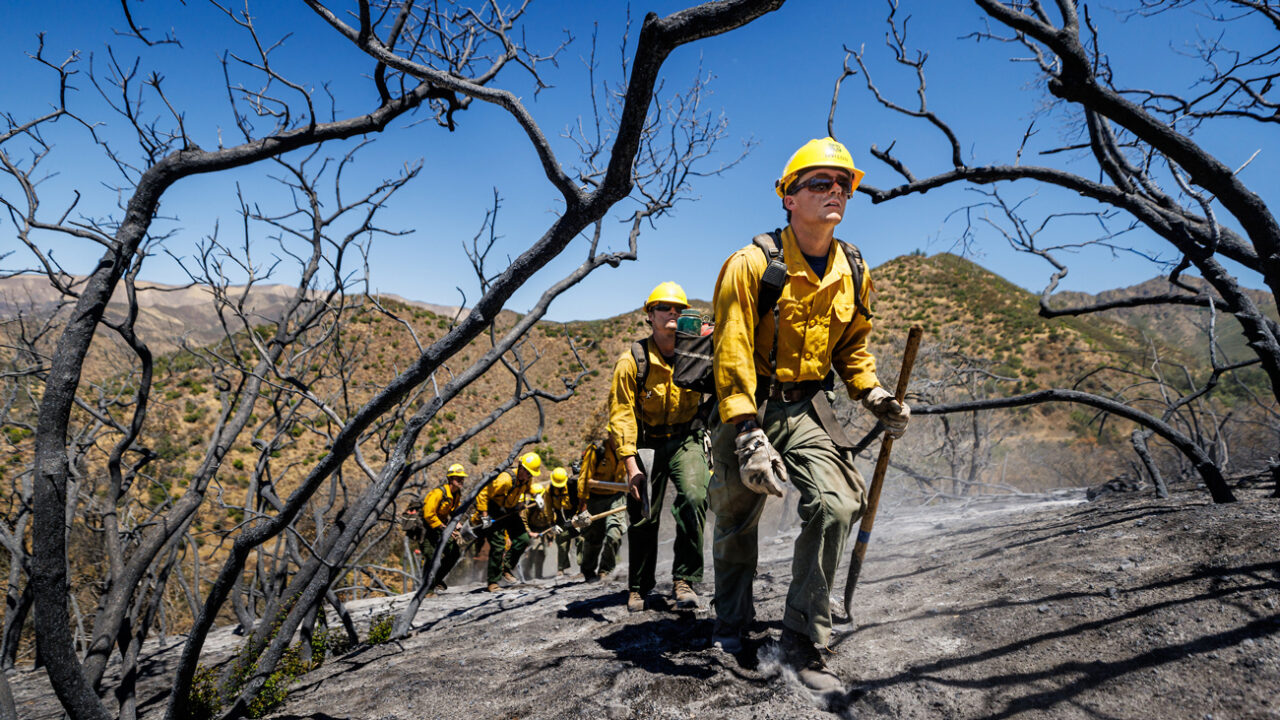 A team of fire fighters in yellow helmets and jackets walk through burnt brush with hand tools