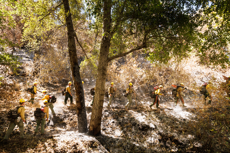 A crew of firefighters walk along a trail next to tress and brush