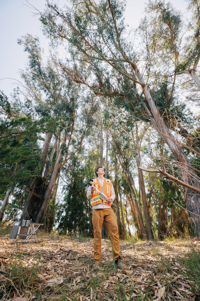 A person in a reflective vest in a eucalyptus grove