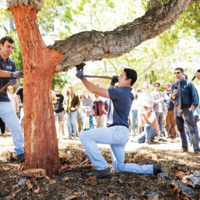 Students harvest cork from a tree.