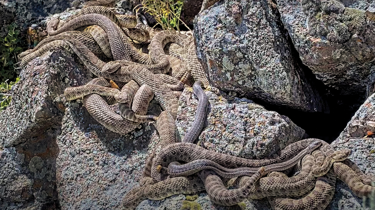 A group of rattlesnakes on top of rocks