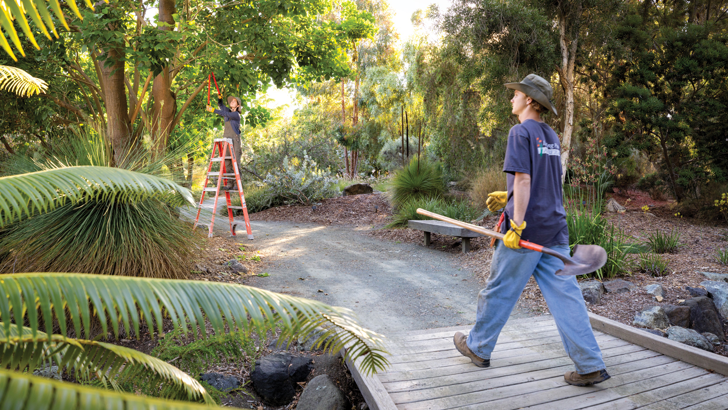 A student wearing a hat carries a shovel in a garden near another student standing on a ladder pruning a tree