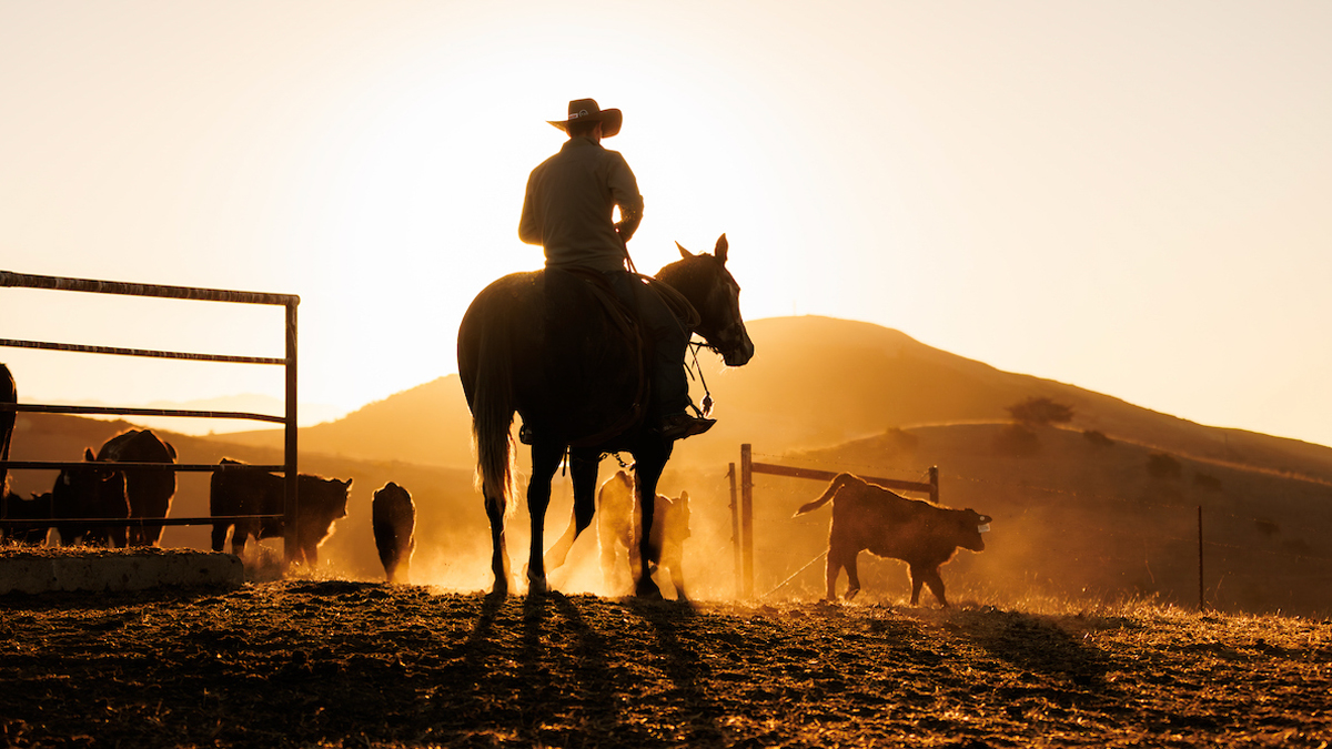 The silhouette of a man in a cowboy hat riding a horse while herding cattle at sunrise