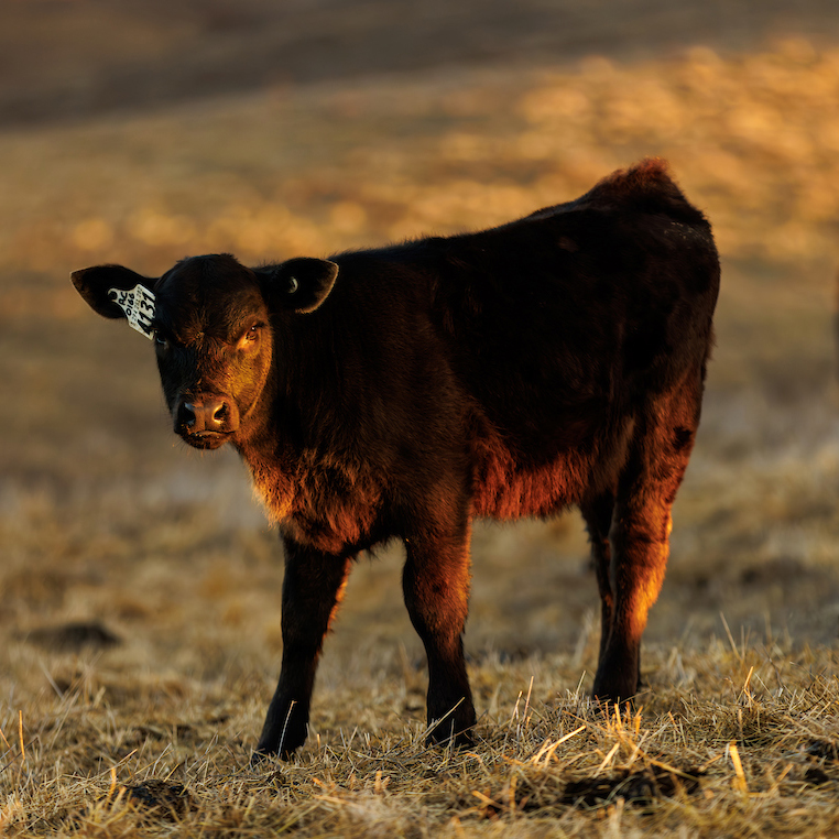 A black calf with an ear tag in a field