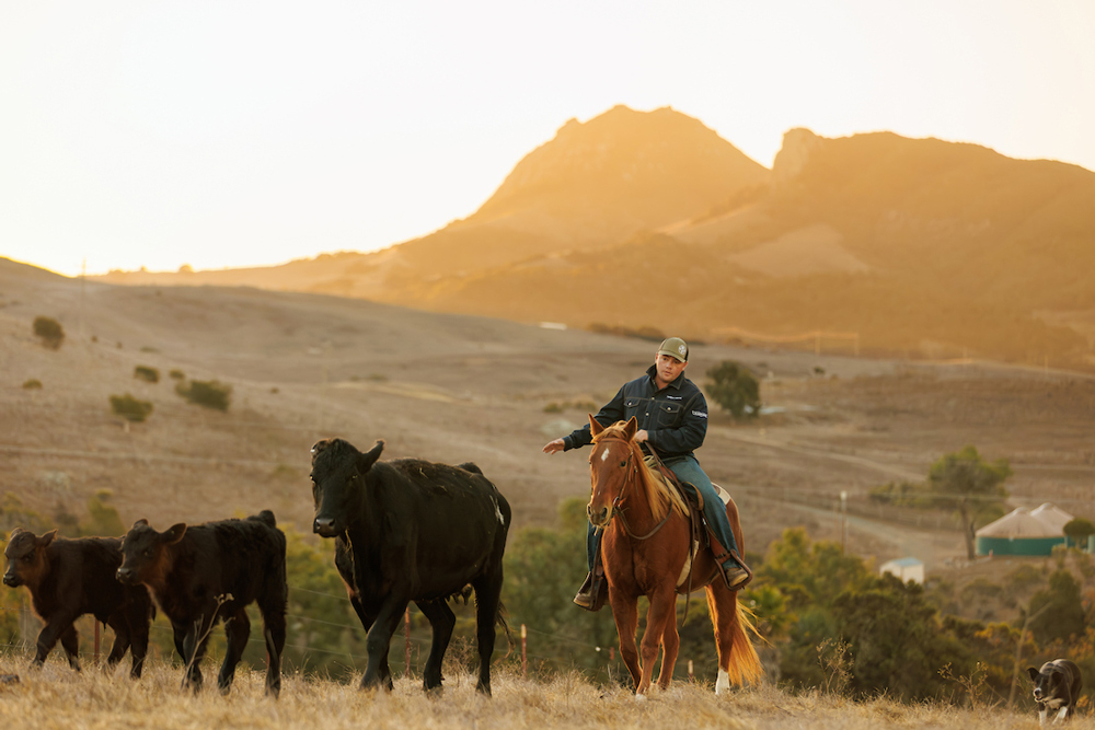 A rancher on horseback herds cattle with a dog at sunrise