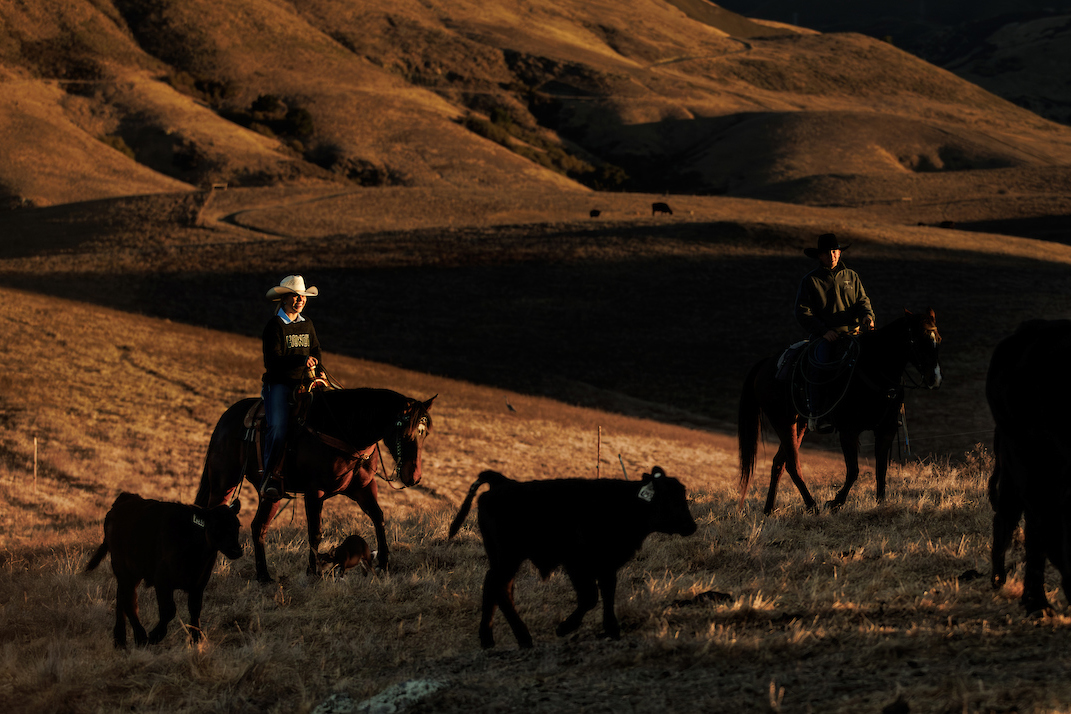 Two students on horseback herd cattle at sunrise