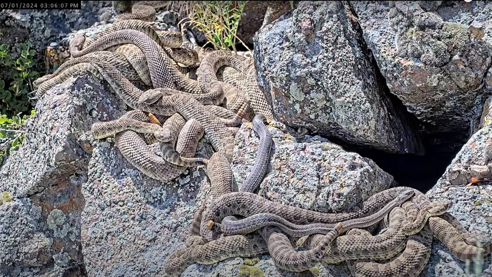 A rocky den of rattlesnakes