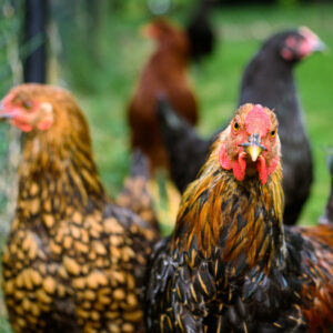 A group of chickens.