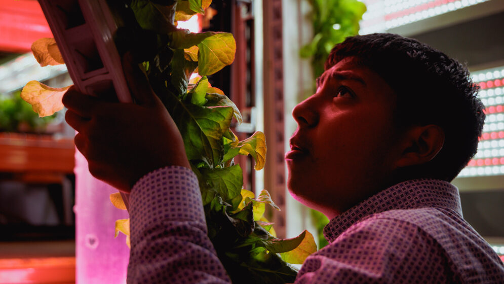 A student repositions a vertical tower of lettuce plants in a laboratory under red and white lights.