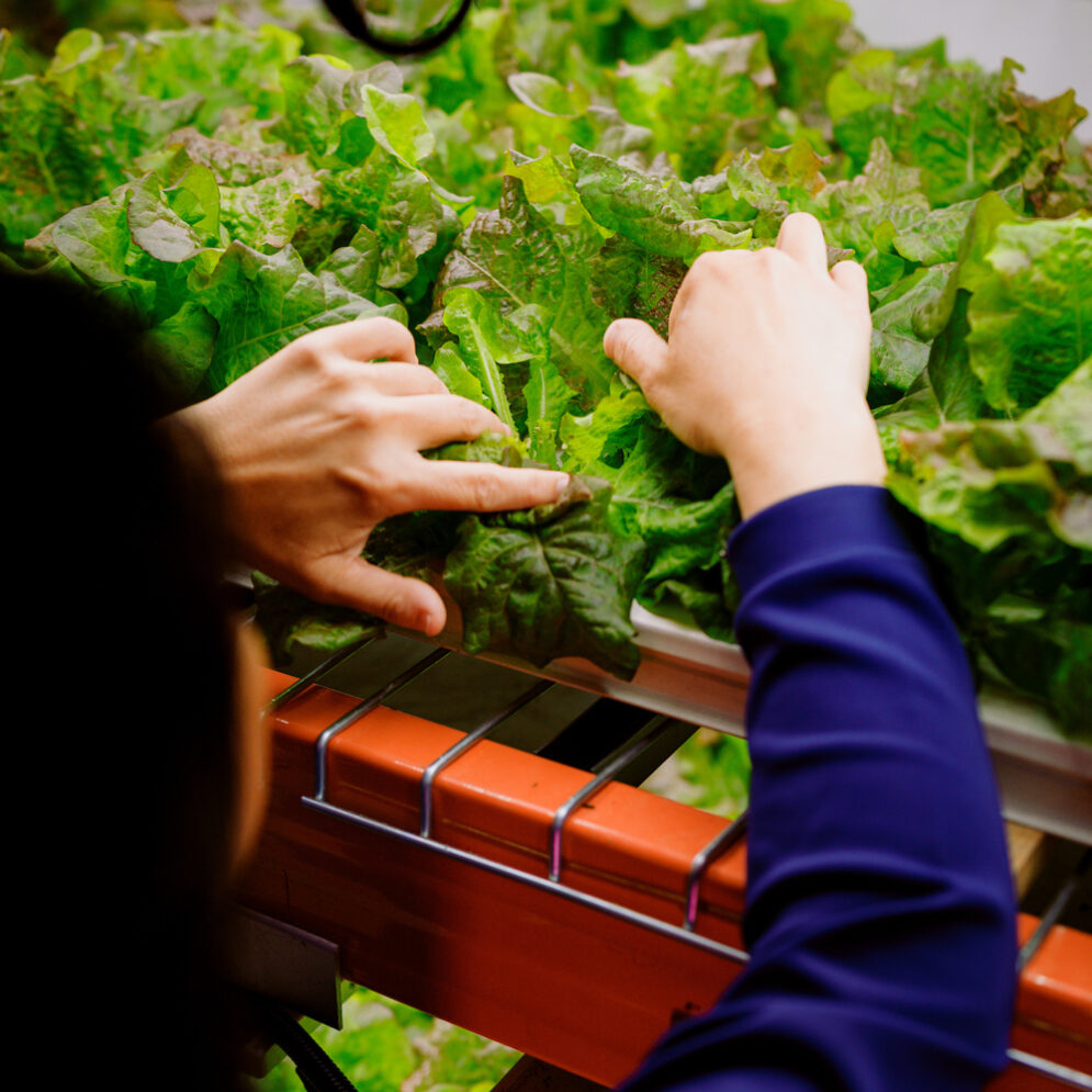 A professor uses her hands to inspect lettuce leaves in a brightly-lit laboratory.